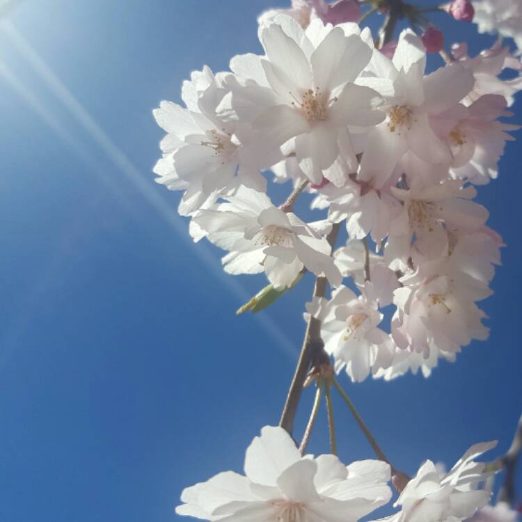 Plant image Prunus Serrulata 'Kiku-Shidare Zakura'