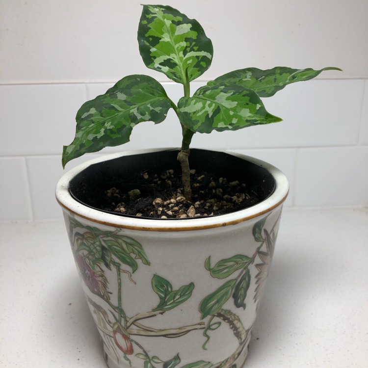 plant image 1075433