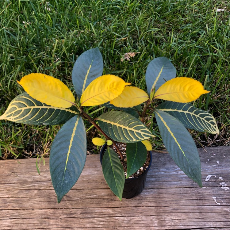 Plant image Sanchezia nobilis