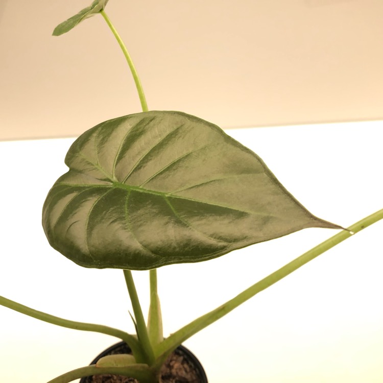 Plant image Alocasia Wentii