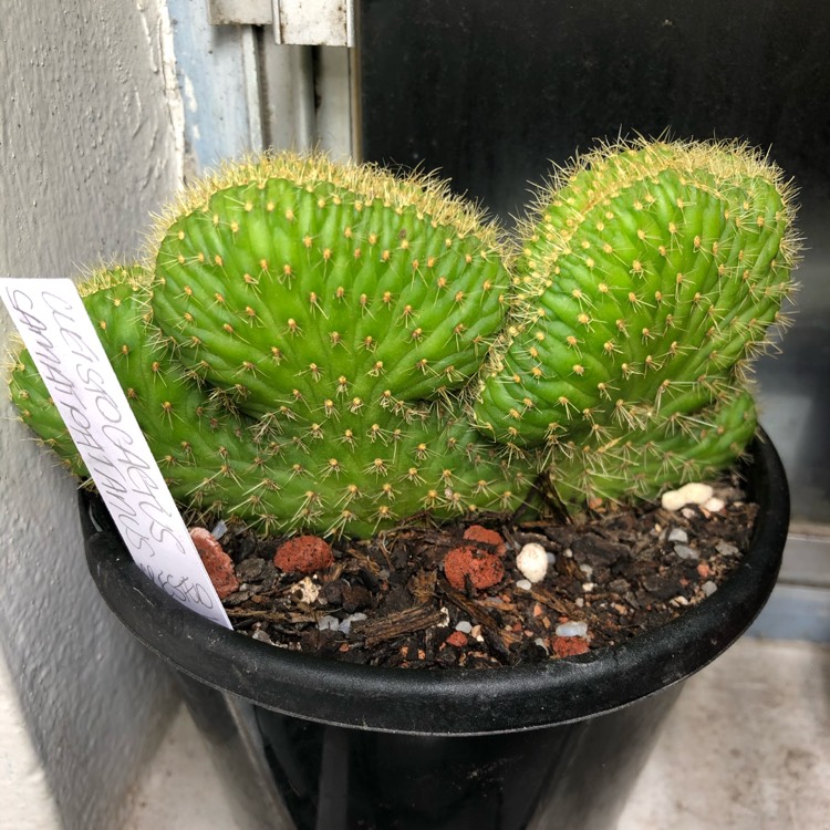 Plant image Cleistocactus samaipatanus