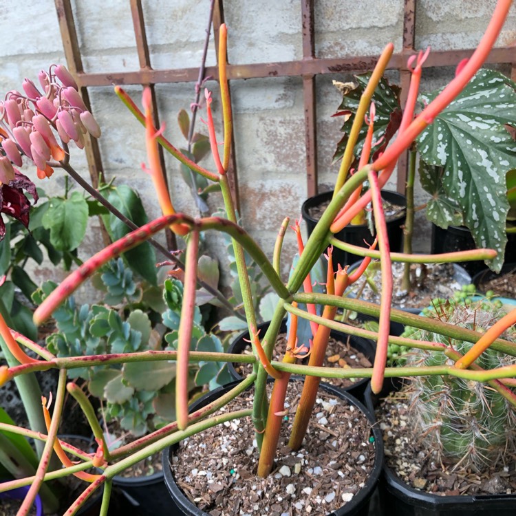 plant image 1140992