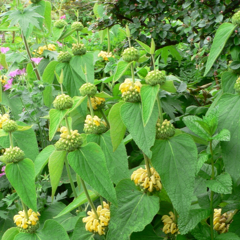 Plant image Phlomis russeliana