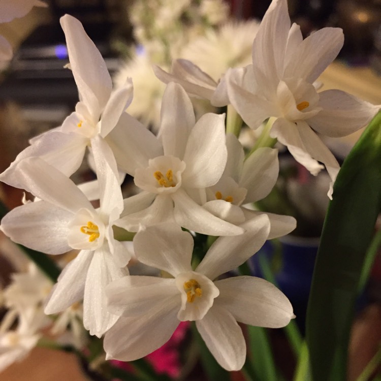 Plant image Narcissus 'Ziva'
