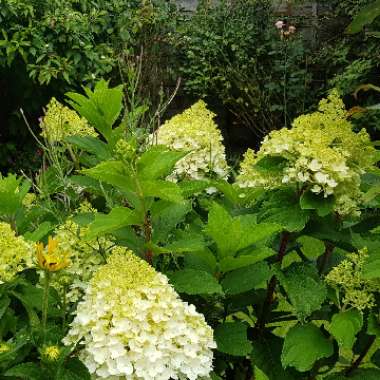 Robert 's garden