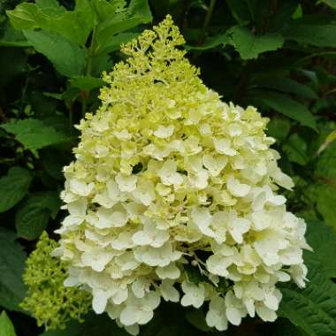 Robert 's garden