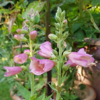Robert 's garden