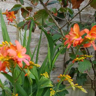 Robert 's garden