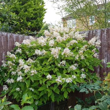 Robert 's garden