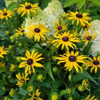 Robert 's garden