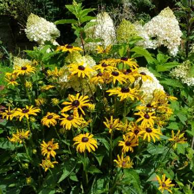 Robert 's garden