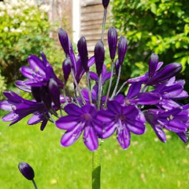Robert 's garden