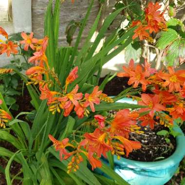 Robert 's garden