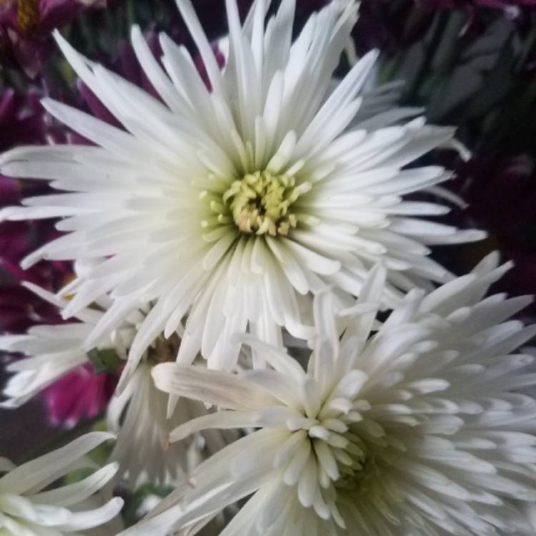 Plant image Dahlia 'My Love'