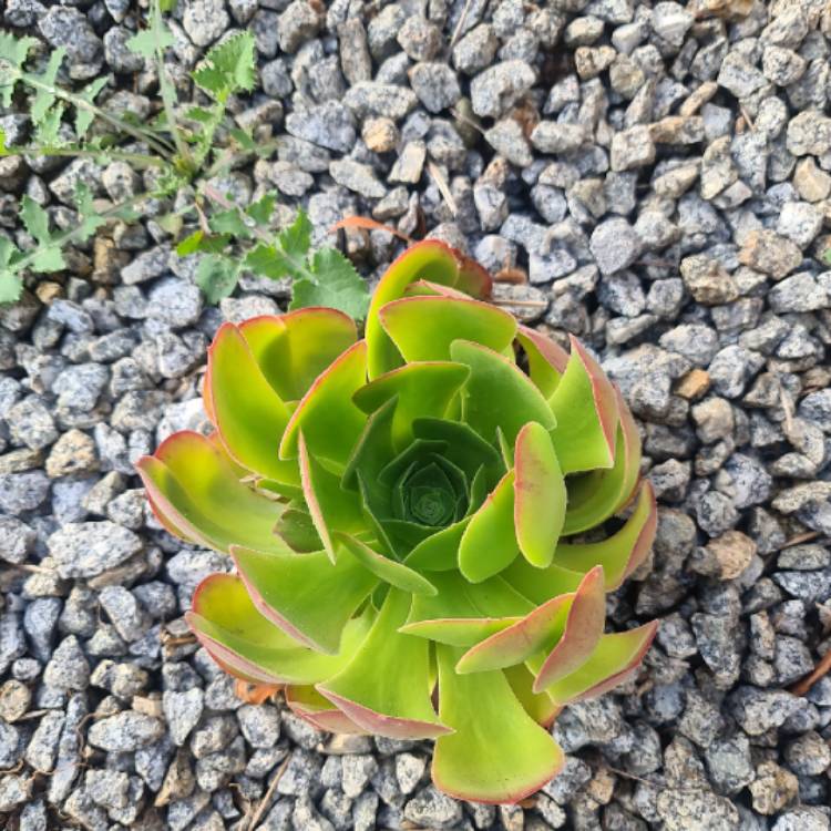 Plant image Aeonium Blushing Beauty