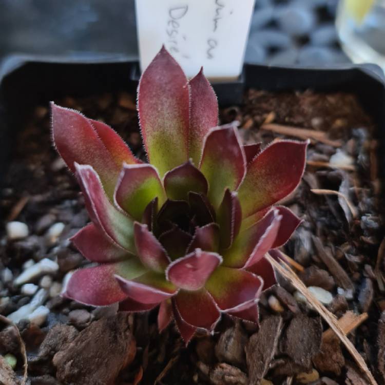 plant image 1506571