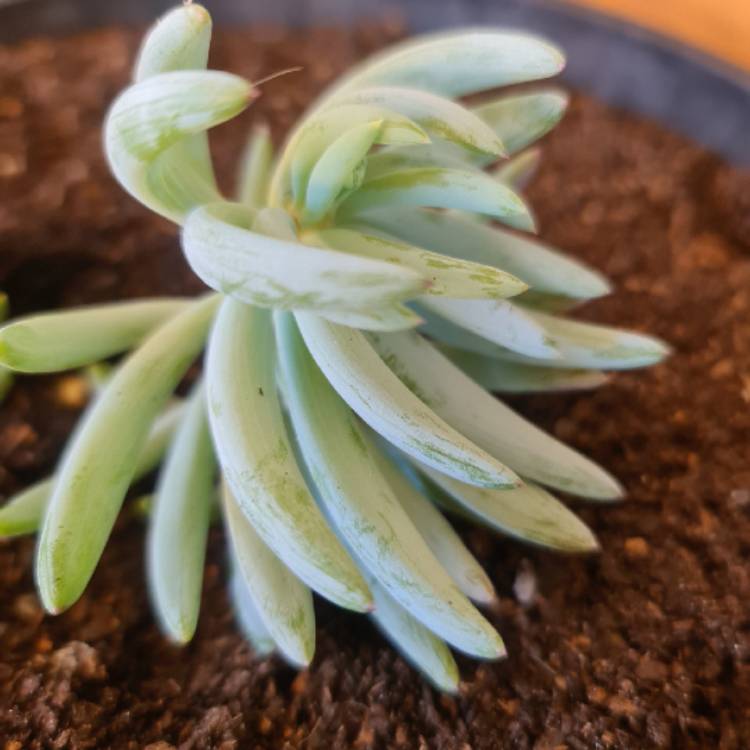 Plant image Senecio mandraliscae