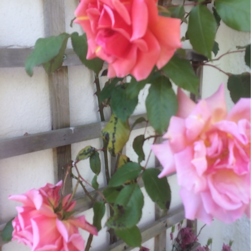 plant image 100190