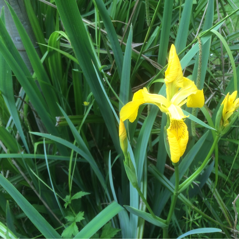 plant image 103130