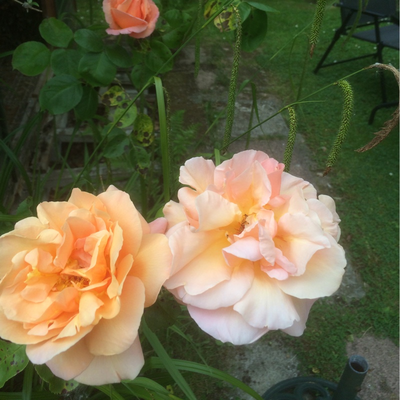 plant image 103134