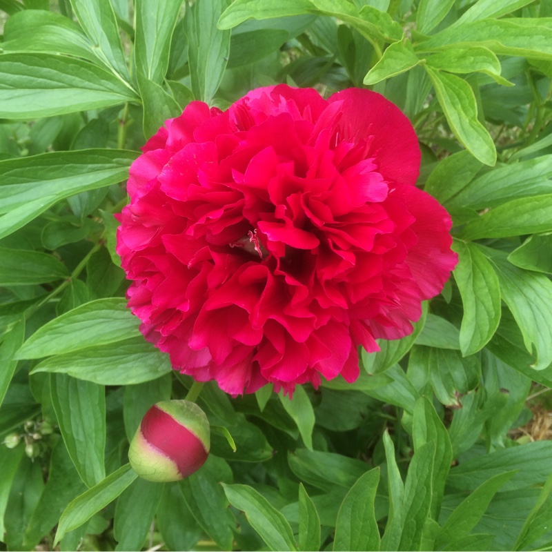 plant image 103143