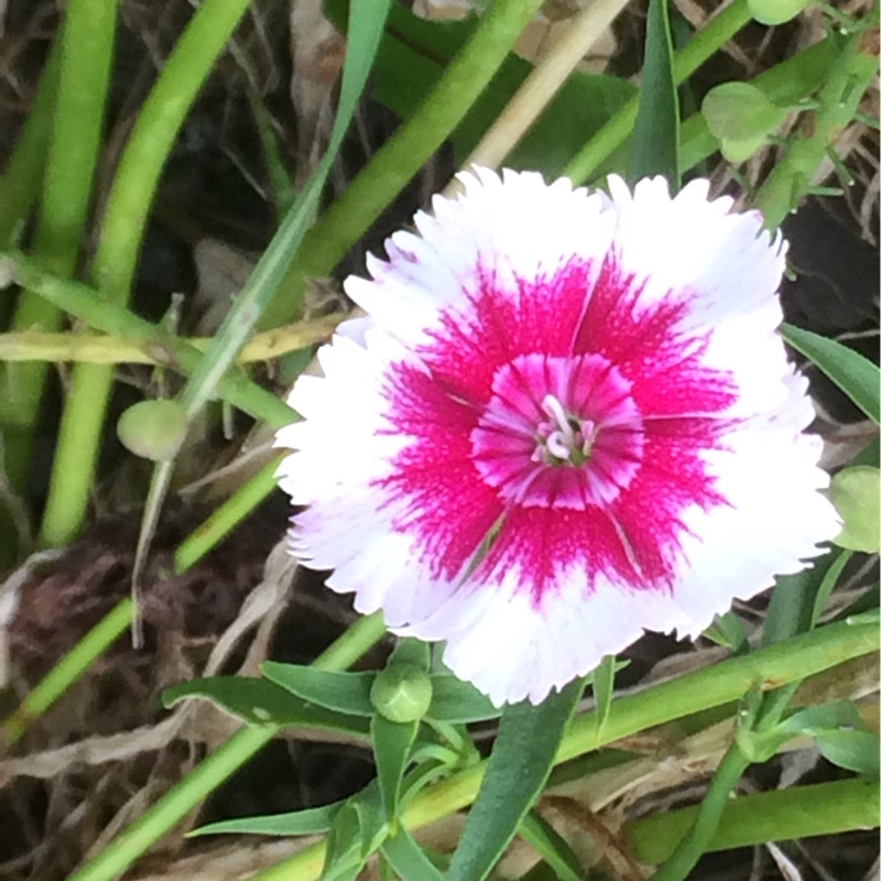 Pink 'Lilac Eye'