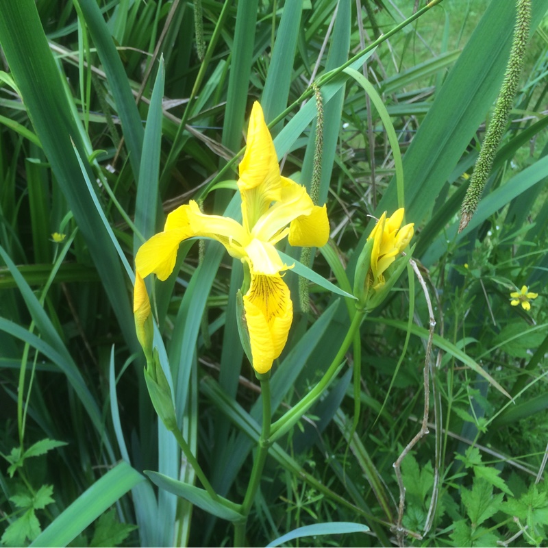 plant image 107322