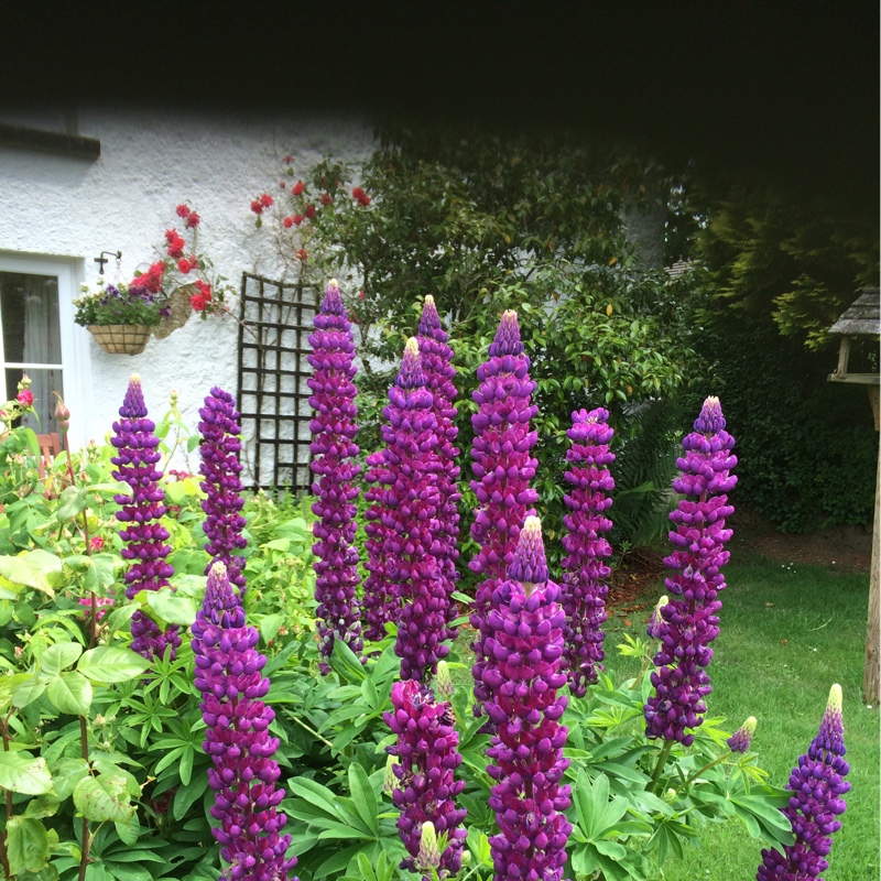 plant image 124707