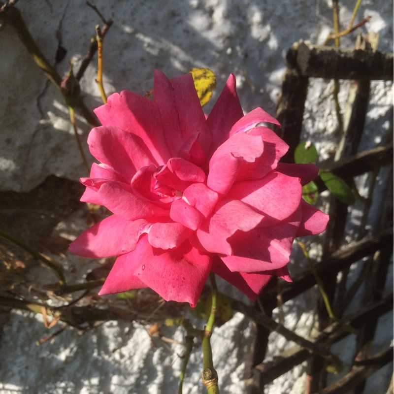 plant image 99886