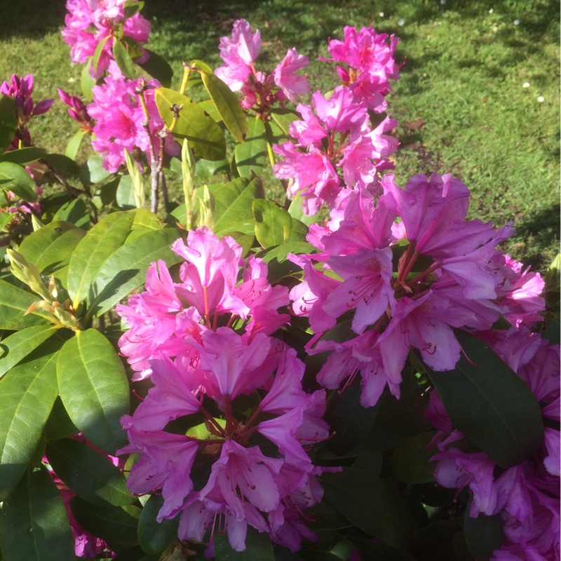 plant image 99891