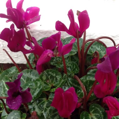 Cyclamen (Hardy)