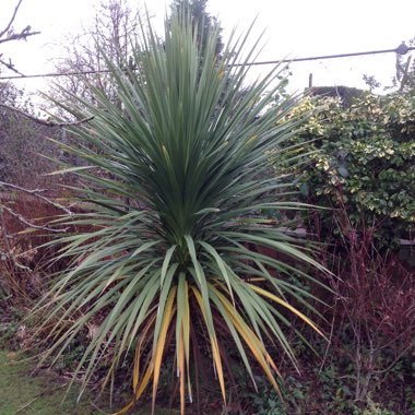 Cabbage Tree
