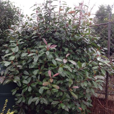 Photinia 'Red Robin'