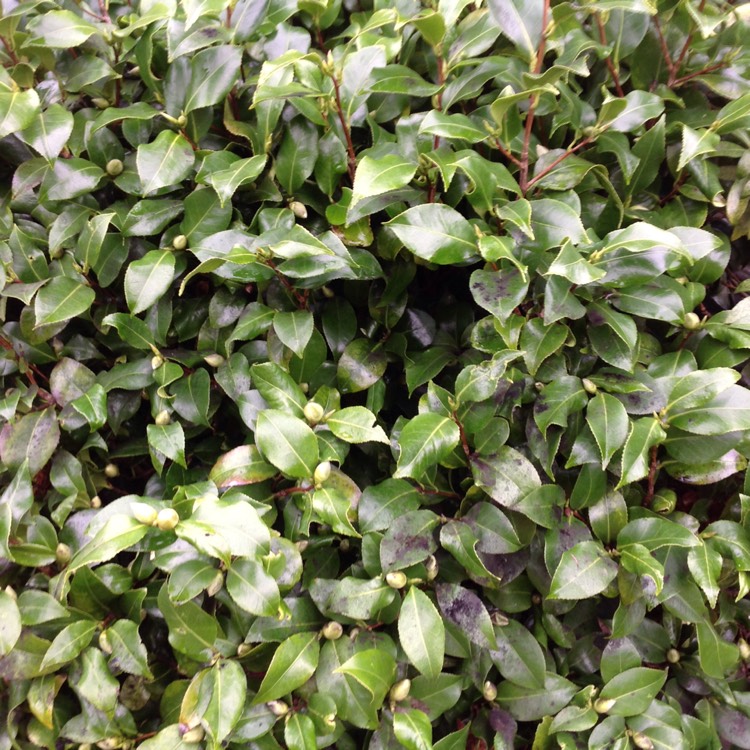 plant image 605777