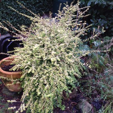 Box Honeysuckle 'Baggesen's Gold'