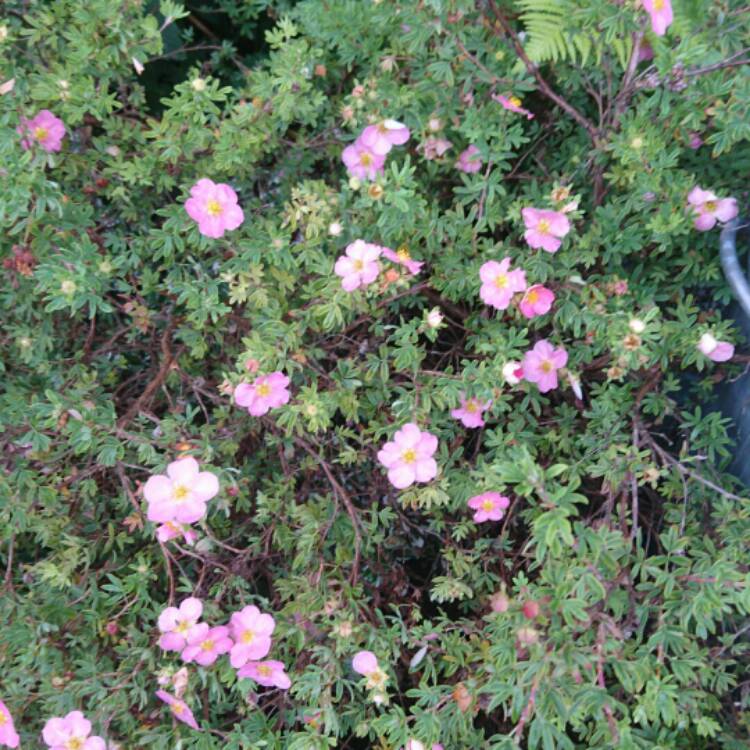 plant image 203200