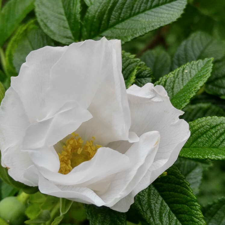 Plant image Rosa rugosa 'Alba'