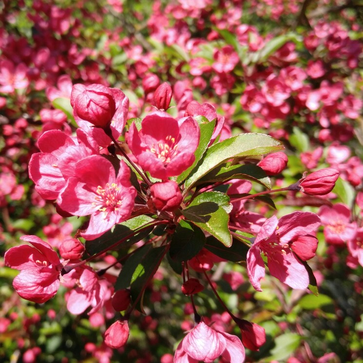 plant image 150948