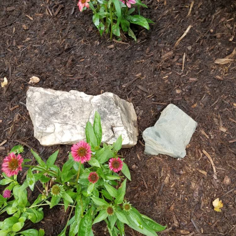 plant image 787155 plant image 787155