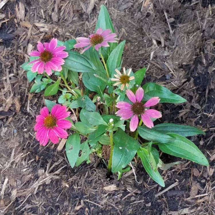 Plant image Echinacea purpurea 'Pas702917' (PowWow Series) syn. Echinacea 'PowWow Wild Berry'