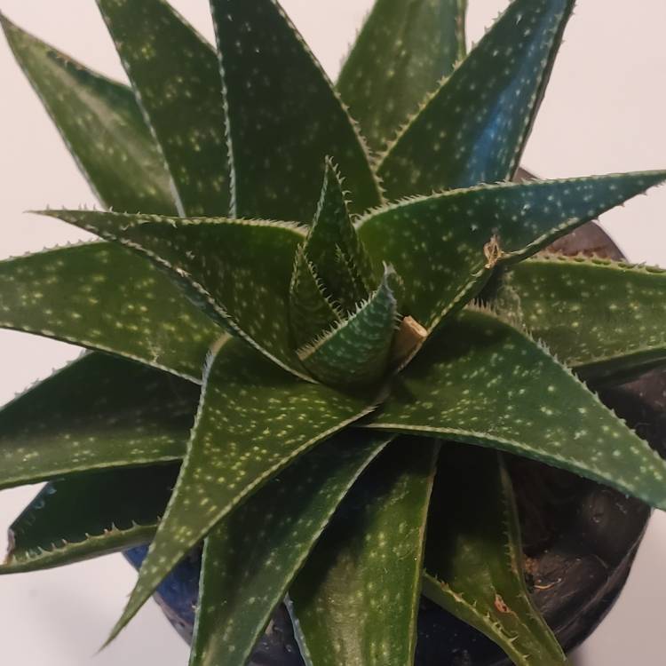 Plant image Aloe 'Blue Elf'