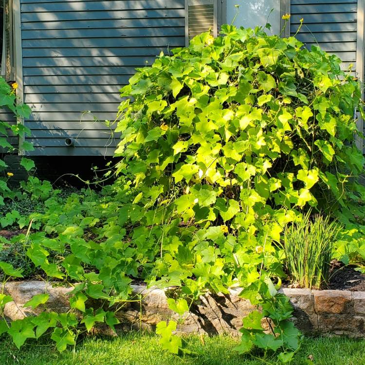 Plant image Luffa aegyptiaca
