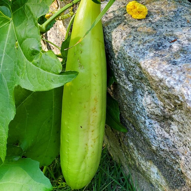 plant image 1628849