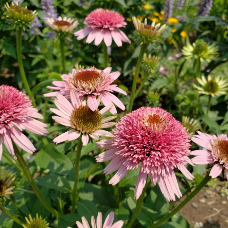 Plant image Echinacea 'Butterfly Kisses'