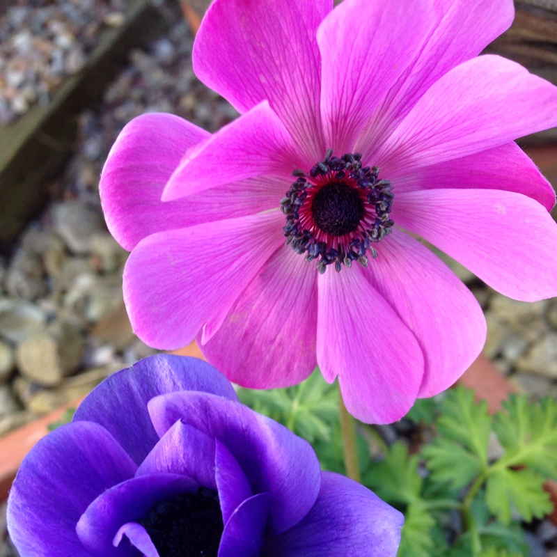plant image 22146
