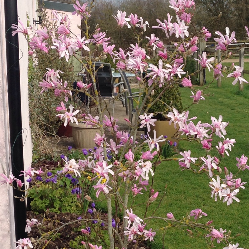 Magnolia stellata 'Rosea'