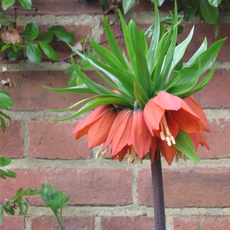 Plant image Fritillaria imperialis 'Blom's Orange Perfection'