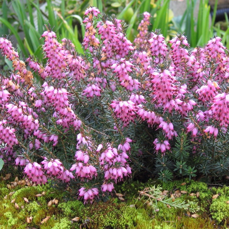 Plant image Calluna vulgaris 'Peter Sparkes'