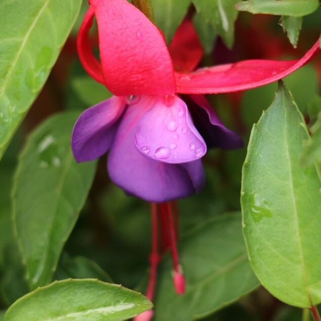 plant image 122570