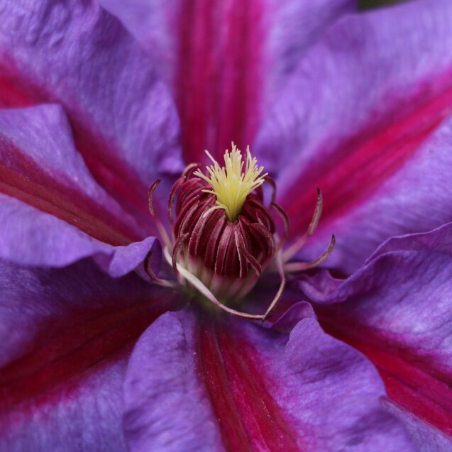 plant image 122574